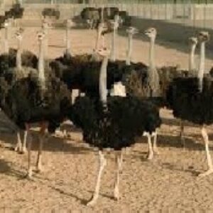 تحقیق کامل در مورد پرورش شتر مرغ