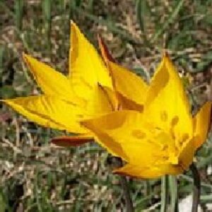 پاورپوینت کامل و جامع با عنوان دسته بندی گیاهان در زیررده لیلیئیده در 54 اسلاید
