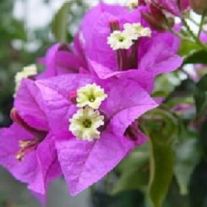 پاورپوینت کامل و جامع با عنوان دسته بندی گیاهان در زیررده کاریوفیلیده در 42 اسلاید