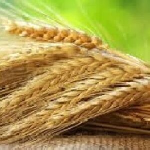 تحقیق  درباره تاريخچه گندم