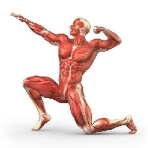 پاورپوینت درباره آناتومی و حرکات تنه