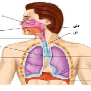 پاورپوینت درباره آناتومی و فیزیولوژی دستگاه گوارش