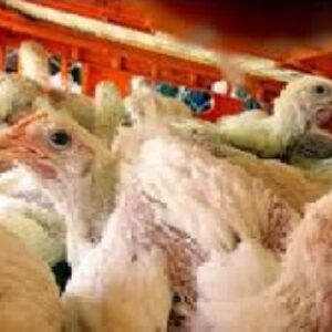 پاورپوینت درباره آنفلوانزای پرندگان تهدیدی برای ظهور پاندمی