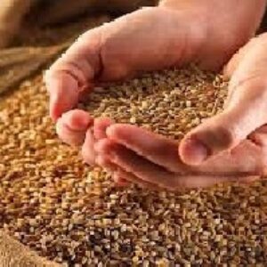 تحقیق  درباره تحليل هاي علمي توليد گندم در ايران و جهان