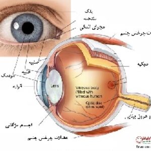 دانلود طرح جابر چشم انسان