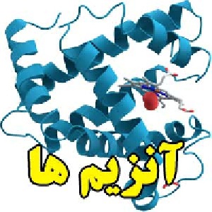 آنزیم ها