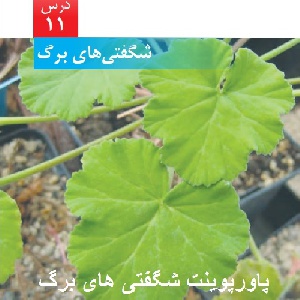 پاورپوینت درس یازدهم علوم ششم (شگفتی های برگ)