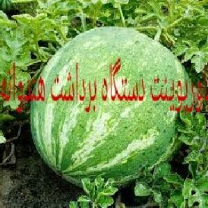 پاورپوینت دستگاه برداشت هندوانه