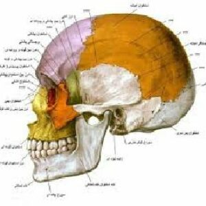 تحقیق آناتومی استخون ها