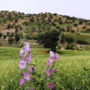 اهمیت توجه به اقلیم