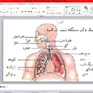 پاورپوینت   زیست شناسی دهم تجربی  فصل سوم  گفتار یکم      (    سازوکار دستگاه تنفس در انسان     )