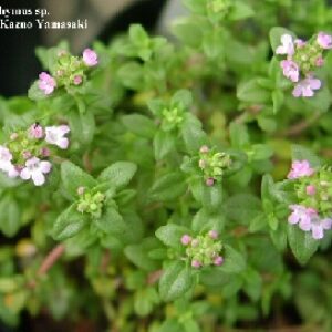 دانلود پروژه پرورش گیاه آویشن