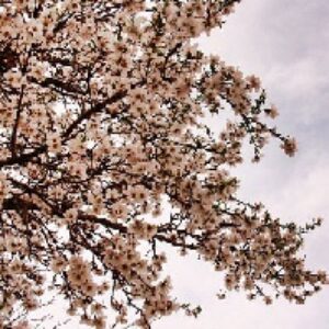 تاثیر سرما بالای درختان میوه
