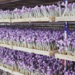 جدیدترین و کامل ترین آموزش کشت گلخانه ای زعفران (ایروپونیک) به همراه طرح توجیهی و طرح کارا