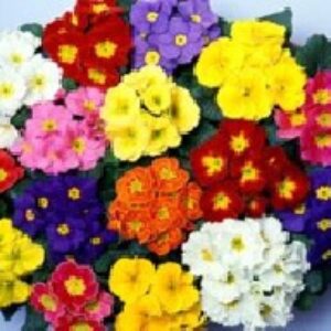 ۵ گلدان بهاری که باید در خانه تان بگذارید...