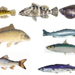 پاورپوینت ماهی شناسی عمومی(Ichthyology) -87 اسلاید-14 اسلاید انگلیسی مربوط به تصاویر