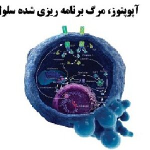 دانلود پاورپوینت آپوپتوز، مرگ برنامه ریزی شده سلول