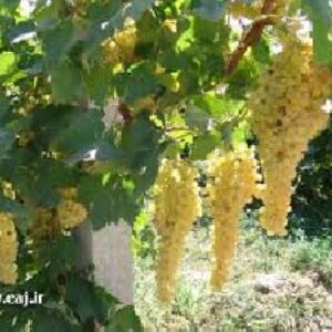 دانلود پاورپوینت بررسی انواع تنش ها در درخت انگور