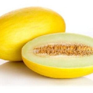 دانلود پاورپوینت توليد كارآمدگياهان هاپلوييد به منظور ايجاد لاين هاي خالص درخربزه (Cucumis melo L.)
