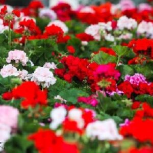 دانلود پاورپوینت تاثیر تنظیم کننده های رشد مختلف بر زندگی گلدانی و گلجایی گل های شاخه بریده