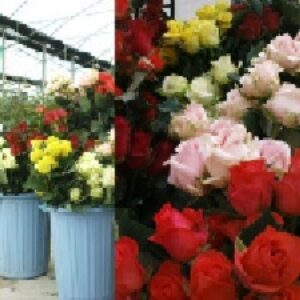 دانلود پاورپوینت تعادل آبي گلهاي شاخه بريده