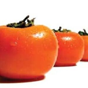 دانلود پاورپوینت گیاهشناسی خرمالو