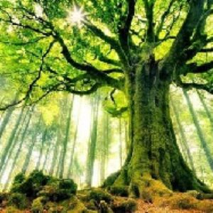 هیپنوتیزم سفر به مکانی آرامش بخش