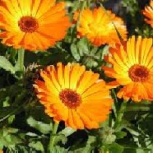 پاورپوینت گل همیشه بهار