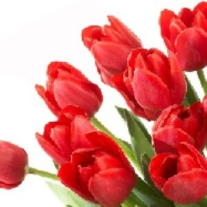 دانلود پاورپوینت اصلاح گل لاله