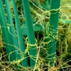 پاورپوینت كنترل گیاه هرز به روش بیولوژیكی