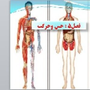 پاورپوینت فصل پنجم : حس وحرکت علوم تجربی هشتم