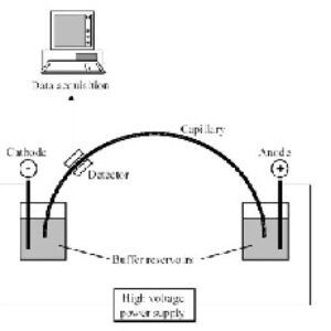 الکتروفورز مویین capillary electrophoresis