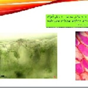 پاورپوینت فصل یازدهم علوم تجربی هفتم