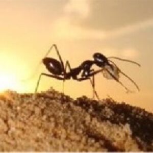 دانلود تحقیق درباره  نقش مورچه ها در کنترل آفات