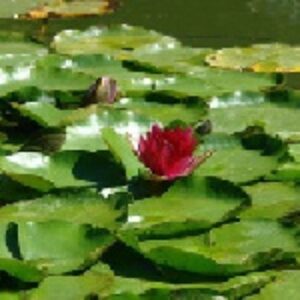دانلود تحقیق درباره گیاهان آبزی
