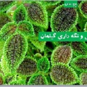 پاورپوینت پودمان پرورش و نگه داری گیاهان کار و فنآوری هفتم