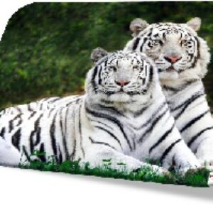پاورپوینت حیات وحش