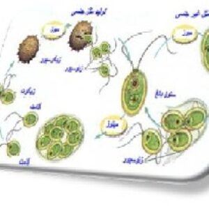 پاورپوینت تولیدمثل گیاهان