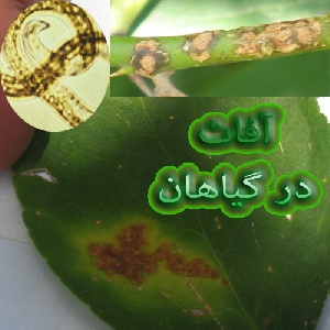 آفات در گیاهان