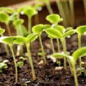 SHSP و مقاومت به تنش گرما در گياهان