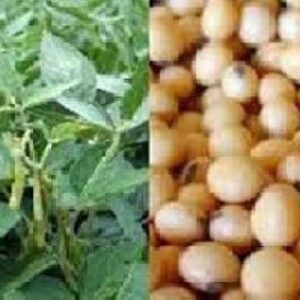 بررسي اثر تاريخهاي مختلف كاشت روي عملكرد و اجزاي عملكرد چهار رقم سويا درمنطقه ميانه