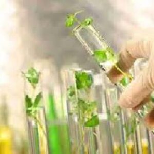 استفاده از روش اصلاحی هاپلوئیدی در غلات