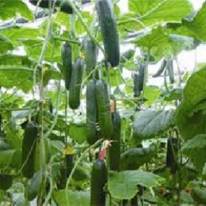 اصول کشت خیار گلخانه ای