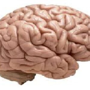 جزوه مغز و اعصاب پرستاری (نورولوژی) برونر و سودارث (خلاصه و جامع)