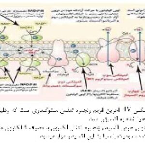 پاورپوینت با موضوع مسمومیت با نیتروپروساید (ویژه ارائه کلاسی درس بیوشیمی)