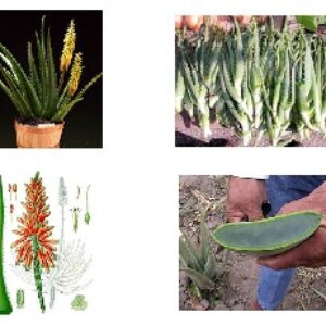 طرح توسعه سطح زیر کشت گیاه دارویی و صنعتی آلوئه ورا در استان بوشهر