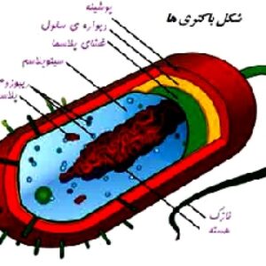 پاورپوینت کامل و جامع با عنوان بررسی باکتری ها در 44 اسلاید