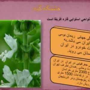همه چیز در مورد ریحان