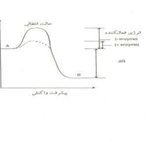پاورپوینت آنزيم ها