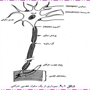 پاورپوینت  تحليل الکتروفيزيولوژي سلول